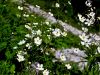 Filename=025_14_27cc_zlatica_platanolistna_Ranunculus_platanifolius_IMG_7039a.jpg
Filesize=251KB
Dimensions=900x675
Date added=Jul 17, 2019 025_14_27cc_zlatica_platanolistna_Ranunculus_platanifolius_IMG_7039a.jpg