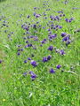 Filename=025_18_01ba_navadna_orlica_Aquilegia_vulgaris_DSC09664.jpg
Filesize=394KB
Dimensions=675x900
Date added=Dec 31, 2008 025_18_01ba_navadna_orlica_Aquilegia_vulgaris_DSC09664.jpg