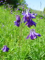 Filename=025_18_01bb_navadna_orlica_Aquilegia_vulgaris_DSC09661.jpg
Filesize=225KB
Dimensions=675x900
Date added=Dec 31, 2008 025_18_01bb_navadna_orlica_Aquilegia_vulgaris_DSC09661.jpg