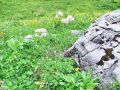 025_19_01ba_Talin_-vetrovka_Thalictrum_aquilegiifolium_2014_06210074.jpg
