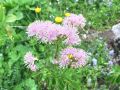 025_19_01bd_Talin_-vetrovka_Thalictrum_aquilegiifolium_2014_06210075.jpg