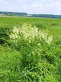 025_19_05ba_rumeni_talin_Thalictrum_flavum_DSC02445.jpg