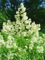025_19_05bb_rumeni_talin_Thalictrum_flavum_DSC01819.jpg