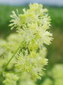 025_19_05bc_rumeni_talin_Thalictrum_flavum_bc.jpg