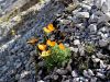 Filename=027_03_01bbg_mak_alpski_Papaver_alpinum_ssp__kerneri_IMG_3502a.jpg
Filesize=379KB
Dimensions=900x675
Date added=Oct 12, 2017 027_03_01bbg_mak_alpski_Papaver_alpinum_ssp__kerneri_IMG_3502a.jpg