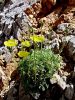 Filename=027_03_01bca_Kernerjev_mak_Papaver_alpinum_subsp__kerneri_DSC01063a.jpg
Filesize=379KB
Dimensions=675x900
Date added=Apr 10, 2021 027_03_01bca_Kernerjev_mak_Papaver_alpinum_subsp__kerneri_DSC01063a.jpg