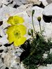 Filename=027_03_01bcc_mak_Kernerjev_Papaver_alpinum_ssp__kerneri_DSC01039a.jpg
Filesize=317KB
Dimensions=675x900
Date added=Apr 10, 2021 027_03_01bcc_mak_Kernerjev_Papaver_alpinum_ssp__kerneri_DSC01039a.jpg