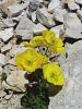 Filename=027_03_01bcd_mak_Kernerjev_Papaver_alpinum_subsp__kerneri_DSC01038a.jpg
Filesize=305KB
Dimensions=675x900
Date added=Apr 10, 2021 027_03_01bcd_mak_Kernerjev_Papaver_alpinum_subsp__kerneri_DSC01038a.jpg