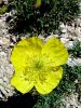 Filename=027_03_01bce_mak_Kernerjev_Papaver_alpinum_subsp__kerneri_DSC01036a.jpg
Filesize=280KB
Dimensions=675x900
Date added=Apr 10, 2021 027_03_01bce_mak_Kernerjev_Papaver_alpinum_subsp__kerneri_DSC01036a.jpg
