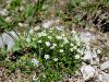 Filename=029_03_09cb_črvinka_Gerardova_Minuartia_gerardii_IMG_1752a.jpg
Filesize=359KB
Dimensions=900x675
Date added=Apr 16, 2020 029_03_09cb_črvinka_Gerardova_Minuartia_gerardii_IMG_1752a.jpg