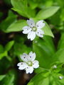 Filename=029_05_01bc_evropska_gomoljcica_Pseudostellaria_europaea_DSC08381.jpg
Filesize=110KB
Dimensions=675x900
Date added=Jan 01, 2009 029_05_01bc_evropska_gomoljcica_Pseudostellaria_europaea_DSC08381.jpg