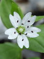 Filename=029_05_01bc_evropska_gomoljcica_Pseudostellaria_europaea_DSC08527.jpg
Filesize=70KB
Dimensions=675x900
Date added=Jan 01, 2009 029_05_01bc_evropska_gomoljcica_Pseudostellaria_europaea_DSC08527.jpg