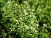 Filename=029_07_12bc_smiljka_klobcasta_Cerastium_glomeratum_IMG_0351a.jpg
Filesize=189KB
Dimensions=900x675
Date added=Oct 20, 2019 029_07_12bc_smiljka_klobcasta_Cerastium_glomeratum_IMG_0351a.jpg