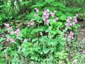 Filename=029_20_03bb_slizek_rdeci_Silene_dioica_2014_04240029.jpg
Filesize=354KB
Dimensions=900x675
Date added=Jan 11, 2015 029_20_03bb_slizek_rdeci_Silene_dioica_2014_04240029.jpg