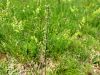 Filename=029_20_08cb_lepnica_lopaticastolistna_Silene_otites_IMG_6334a.jpg
Filesize=278KB
Dimensions=900x675
Date added=Jun 16, 2018 029_20_08cb_lepnica_lopaticastolistna_Silene_otites_IMG_6334a.jpg