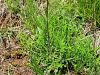 Filename=029_20_08cc_lepnica_lopaticastolistna_Silene_otites_IMG_6335a.jpg
Filesize=441KB
Dimensions=900x675
Date added=Jun 16, 2018 029_20_08cc_lepnica_lopaticastolistna_Silene_otites_IMG_6335a.jpg