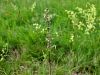 Filename=029_20_08cd_lepnica_lopaticastolistna_Silene_otites_IMG_6328a.jpg
Filesize=210KB
Dimensions=900x675
Date added=Jun 16, 2018 029_20_08cd_lepnica_lopaticastolistna_Silene_otites_IMG_6328a.jpg