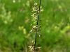 Filename=029_20_08ce_lepnica_lopaticastolistna_Silene_otites_IMG_6337a.jpg
Filesize=174KB
Dimensions=900x675
Date added=Jun 16, 2018 029_20_08ce_lepnica_lopaticastolistna_Silene_otites_IMG_6337a.jpg