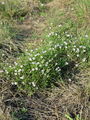 Filename=029_28_01ba_navadna_haljica_Petrorhagia_saxifraga_DSC02558.jpg
Filesize=362KB
Dimensions=675x900
Date added=Jan 01, 2009 029_28_01ba_navadna_haljica_Petrorhagia_saxifraga_DSC02558.jpg