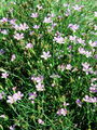 Filename=029_28_01bb_navadna_haljica_Petrorhagia_saxifraga_DSC02809.jpg
Filesize=347KB
Dimensions=675x900
Date added=Jan 01, 2009 029_28_01bb_navadna_haljica_Petrorhagia_saxifraga_DSC02809.jpg