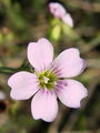 Filename=029_28_01bc_navadna_haljica_Petrorhagia_saxifraga_DSC02566.jpg
Filesize=122KB
Dimensions=675x900
Date added=Jan 01, 2009 029_28_01bc_navadna_haljica_Petrorhagia_saxifraga_DSC02566.jpg