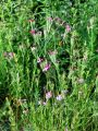 Filename=029_29_01bb_Klincek_srhki_Dianthus_armeria_2011_06120033.JPG
Filesize=271KB
Dimensions=675x900
Date added=Aug 21, 2011 029_29_01bb_Klincek_srhki_Dianthus_armeria_2011_06120033.JPG