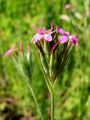 Filename=029_29_01bc_Klincek_srhki_Dianthus_armeria_2011_06120035.JPG
Filesize=143KB
Dimensions=675x900
Date added=Aug 21, 2011 029_29_01bc_Klincek_srhki_Dianthus_armeria_2011_06120035.JPG