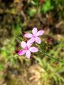 Filename=029_29_01bd_Klincek_srhki_Dianthus_armeria_2011_06120034.JPG
Filesize=137KB
Dimensions=675x900
Date added=Aug 21, 2011 029_29_01bd_Klincek_srhki_Dianthus_armeria_2011_06120034.JPG