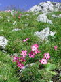 Filename=029_29_09ba_divji_klincek_Dianthus_sylvestris_DSC03035.jpg
Filesize=329KB
Dimensions=675x900
Date added=Jan 01, 2009 029_29_09ba_divji_klincek_Dianthus_sylvestris_DSC03035.jpg