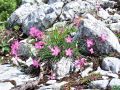 Filename=029_29_09bb_Klincek_divji_Dianthus_sylvestris_2014_07170004.jpg
Filesize=356KB
Dimensions=900x675
Date added=Jan 09, 2015 029_29_09bb_Klincek_divji_Dianthus_sylvestris_2014_07170004.jpg