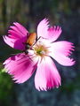 Filename=029_29_09bc_divji_klincek_Dianthus_sylvestris_DSC01731.jpg
Filesize=142KB
Dimensions=675x900
Date added=Jan 01, 2009 029_29_09bc_divji_klincek_Dianthus_sylvestris_DSC01731.jpg