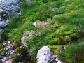 Filename=049_01_20aca_Kamnokrec_zvezdasti_Saxifraga_stellaris_subsp__alpigena_2010_06250227.jpg
Filesize=364KB
Dimensions=900x675
Date added=Jun 28, 2010 049_01_20aca_Kamnokrec_zvezdasti_Saxifraga_stellaris_subsp__alpigena_2010_06250227.jpg