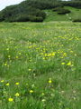 Filename=052_09_02ba_gorska_sretena_Geum_montanum_DSC02034.jpg
Filesize=325KB
Dimensions=675x900
Date added=Jan 05, 2009 052_09_02ba_gorska_sretena_Geum_montanum_DSC02034.jpg