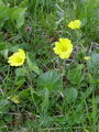 Filename=052_09_02bb_gorska_sretena_Geum_montanum_DSC02036.jpg
Filesize=288KB
Dimensions=675x900
Date added=Jan 05, 2009 052_09_02bb_gorska_sretena_Geum_montanum_DSC02036.jpg