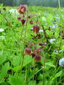 Filename=052_09_03ba_potocna_sretena_Geum_rivale_DSC00088.jpg
Filesize=225KB
Dimensions=675x900
Date added=Jan 05, 2009 052_09_03ba_potocna_sretena_Geum_rivale_DSC00088.jpg