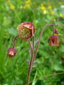 Filename=052_09_03bb_potocna_sretena_Geum_rivale_DSC00096.jpg
Filesize=138KB
Dimensions=675x900
Date added=Jan 05, 2009 052_09_03bb_potocna_sretena_Geum_rivale_DSC00096.jpg