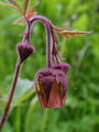 Filename=052_09_03bc_potocna_sretena_Geum_rivale.jpg
Filesize=121KB
Dimensions=675x900
Date added=Jan 05, 2009 052_09_03bc_potocna_sretena_Geum_rivale.jpg