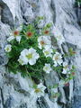 Filename=052_11_22bb_Clusijev_petoprstnik_Potentilla_clusiana_DSC03028.jpg
Filesize=201KB
Dimensions=675x900
Date added=Jan 06, 2009 052_11_22bb_Clusijev_petoprstnik_Potentilla_clusiana_DSC03028.jpg
