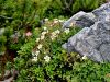 Filename=052_11_22bc_petoprstnik_Clusijev_Potentilla_clusiana_IMG_8594.JPG
Filesize=437KB
Dimensions=900x675
Date added=Oct 24, 2016 052_11_22bc_petoprstnik_Clusijev_Potentilla_clusiana_IMG_8594.JPG