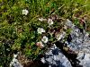 Filename=052_11_22bg_petoprstnik_Clusijev_Potentilla_clusiana_IMG_1973a.jpg
Filesize=384KB
Dimensions=900x675
Date added=Mar 30, 2021 052_11_22bg_petoprstnik_Clusijev_Potentilla_clusiana_IMG_1973a.jpg