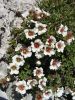Filename=052_11_22ca_petoprstnik_Clusijev_Potentilla_clusiana_DSC01058a.JPG
Filesize=383KB
Dimensions=675x900
Date added=Oct 22, 2016 052_11_22ca_petoprstnik_Clusijev_Potentilla_clusiana_DSC01058a.JPG