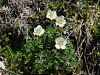 Filename=052_11_22cc_petoprstnik_Clusijev_Potentilla_clusiana_IMG_2095a.jpg
Filesize=420KB
Dimensions=900x675
Date added=Oct 22, 2016 052_11_22cc_petoprstnik_Clusijev_Potentilla_clusiana_IMG_2095a.jpg
