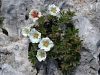 Filename=052_11_22cd_petoprstnik_Clusijev_Potentilla_clusiana_IMG_2158a.jpg
Filesize=270KB
Dimensions=900x675
Date added=Oct 22, 2016 052_11_22cd_petoprstnik_Clusijev_Potentilla_clusiana_IMG_2158a.jpg