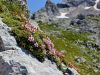 052_11_23cf_triglavska_roza_Potentilla_nitida_IMG_7821a.jpg