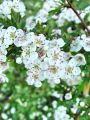 Filename=052_28_03cc_Glog_enovrati_Crataegus_monogyna_cc.jpg
Filesize=202KB
Dimensions=675x900
Date added=Jun 27, 2011 052_28_03cc_Glog_enovrati_Crataegus_monogyna_cc.jpg