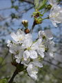 Filename=052_29_07bc_cesnja_Prunus_avium_var_sylvestris.jpg
Filesize=149KB
Dimensions=675x900
Date added=Jan 06, 2009 052_29_07bc_cesnja_Prunus_avium_var_sylvestris.jpg
