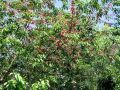 Filename=052_29_07bd_Cesnja_Prunus_avium_var__sylvestris_2011_06150007.JPG
Filesize=466KB
Dimensions=900x675
Date added=Jul 24, 2011 052_29_07bd_Cesnja_Prunus_avium_var__sylvestris_2011_06150007.JPG