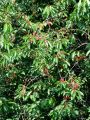 Filename=052_29_07be_Cesnja_Prunus_avium_var__sylvestris_2011_06050042.JPG
Filesize=382KB
Dimensions=675x900
Date added=Jul 24, 2011 052_29_07be_Cesnja_Prunus_avium_var__sylvestris_2011_06050042.JPG