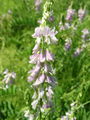 Filename=055_21_01bc_navadna_jastrebina_Galega_officinalis_DSC02455.jpg
Filesize=171KB
Dimensions=675x900
Date added=Jan 08, 2009 055_21_01bc_navadna_jastrebina_Galega_officinalis_DSC02455.jpg