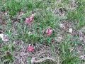 055_24_10ca_Grahovec_ilirski_Astragalus_illyricus_2014_04120086.jpg